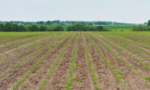 jeunes plants de maïs dans un champ