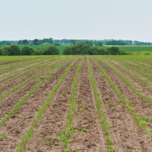 jeunes plants de maïs dans un champ