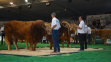 Des éleveurs montrent leurs taureaux limousins lors d'un concours au Space