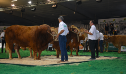 Des éleveurs montrent leurs taureaux limousins lors d'un concours au Space