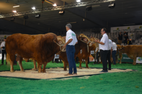 Des éleveurs montrent leurs taureaux limousins lors d'un concours au Space