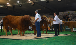 Des éleveurs montrent leurs taureaux limousins lors d'un concours au Space