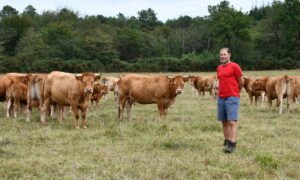 L'éleveur avec ses bovins dans une parcelle d'herbe