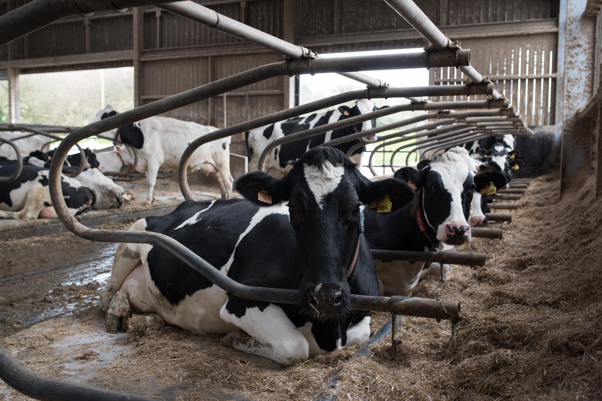 Vaches dans des logettes - Illustration Favoriser le repos  pour préserver les pieds