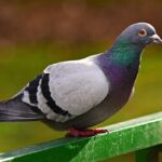 pigeon