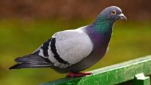 pigeon