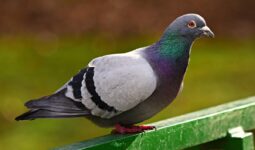 pigeon