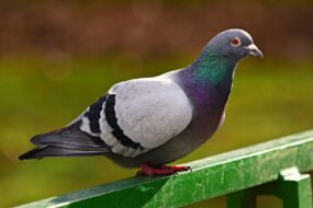 pigeon