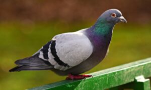 pigeon