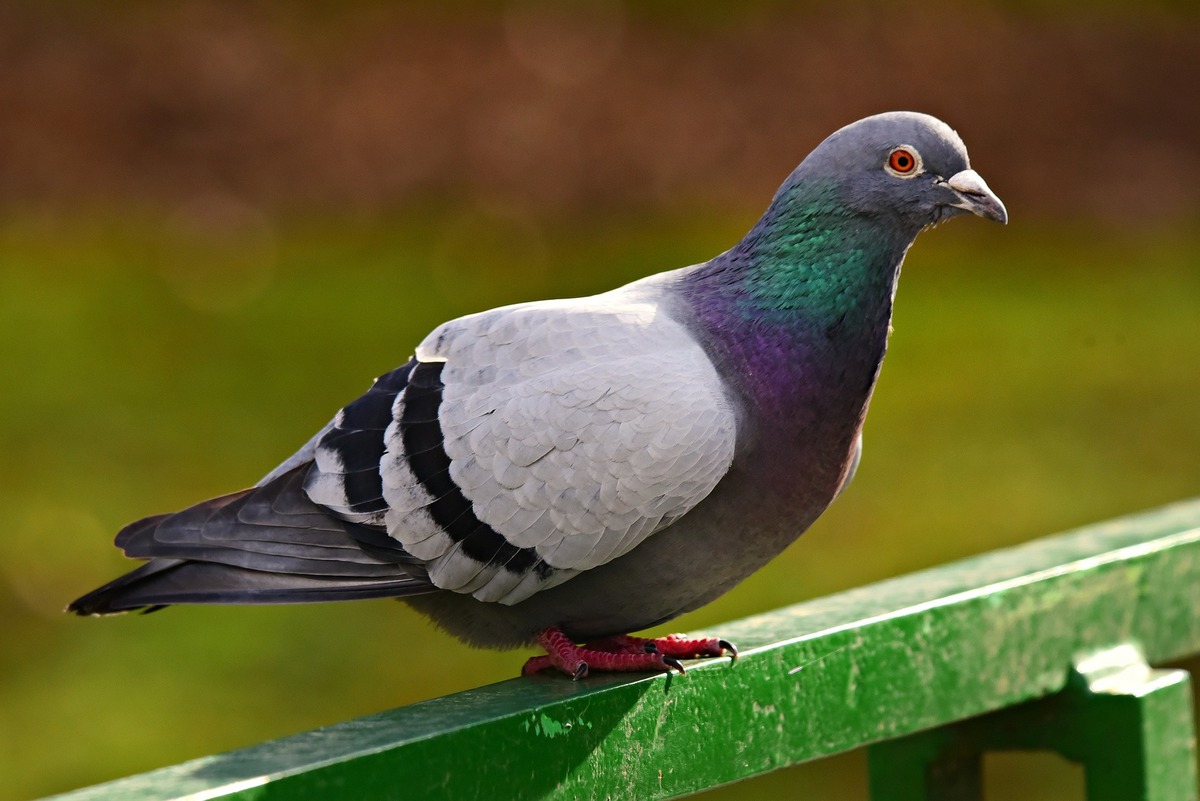 pigeon - Illustration Il faut déclarer pour réguler