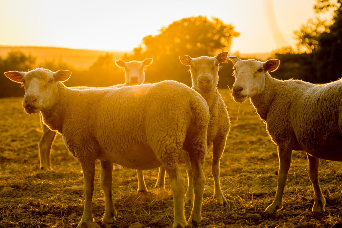 moutons au pâturage sous les rayons du soleil du soir - Illustration La rentrée sanitaire sous tension avec l’approche de la FCO