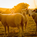 moutons au pâturage sous les rayons du soleil du soir