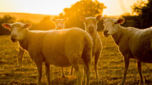 moutons au pâturage sous les rayons du soleil du soir