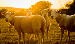 moutons au pâturage sous les rayons du soleil du soir