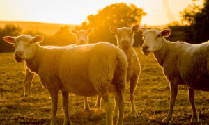 moutons au pâturage sous les rayons du soleil du soir