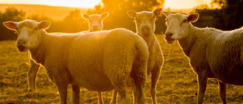 moutons au pâturage sous les rayons du soleil du soir