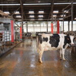 Vache laitière devant un robot de traite