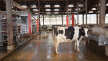 Vache laitière devant un robot de traite