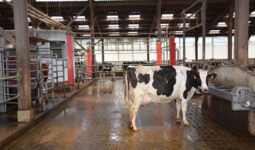 Vache laitière devant un robot de traite