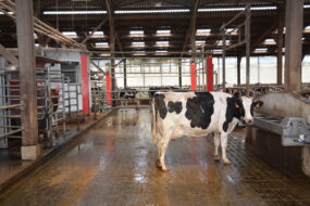 Vache laitière devant un robot de traite