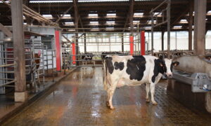 Vache laitière devant un robot de traite