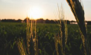 coucher de soleil sur épis de blé