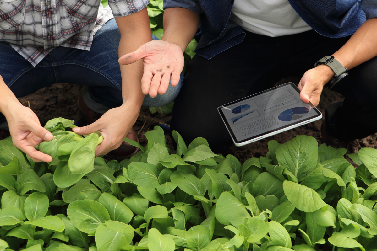 agriculteur et conseiller avec une tablette dans une parcelle de légume - Illustration Le numérique : un allié précieux pour la gestion de votre exploitation