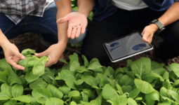 agriculteur et conseiller avec une tablette dans une parcelle de légume