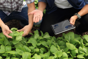 agriculteur et conseiller avec une tablette dans une parcelle de légume