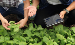 agriculteur et conseiller avec une tablette dans une parcelle de légume