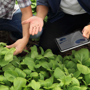 agriculteur et conseiller avec une tablette dans une parcelle de légume