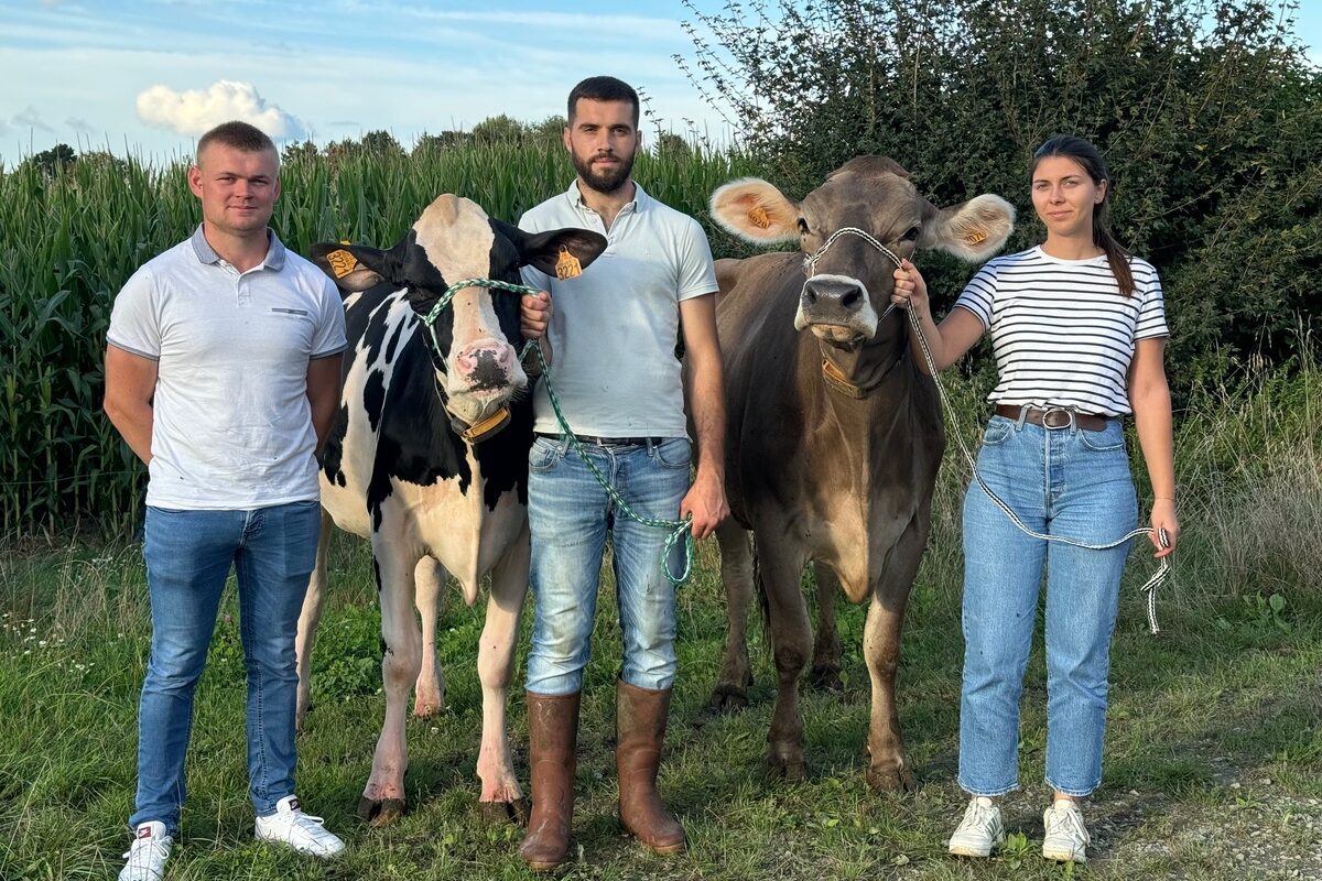 Trois jeunes passionés de belle vache, deux homme et une femme, accompagnant une vache Holstein et une vache Brune - Illustration Dans le monde des concours bovins : Fédérer autour de la passion de l’élevage