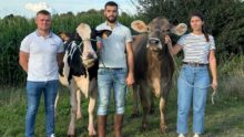 Trois jeunes passionés de belle vache, deux homme et une femme, accompagnant une vache Holstein et une vache Brune