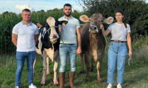 Trois jeunes passionés de belle vache, deux homme et une femme, accompagnant une vache Holstein et une vache Brune