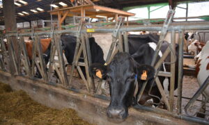 Une vache au cornadis dans une stabulation