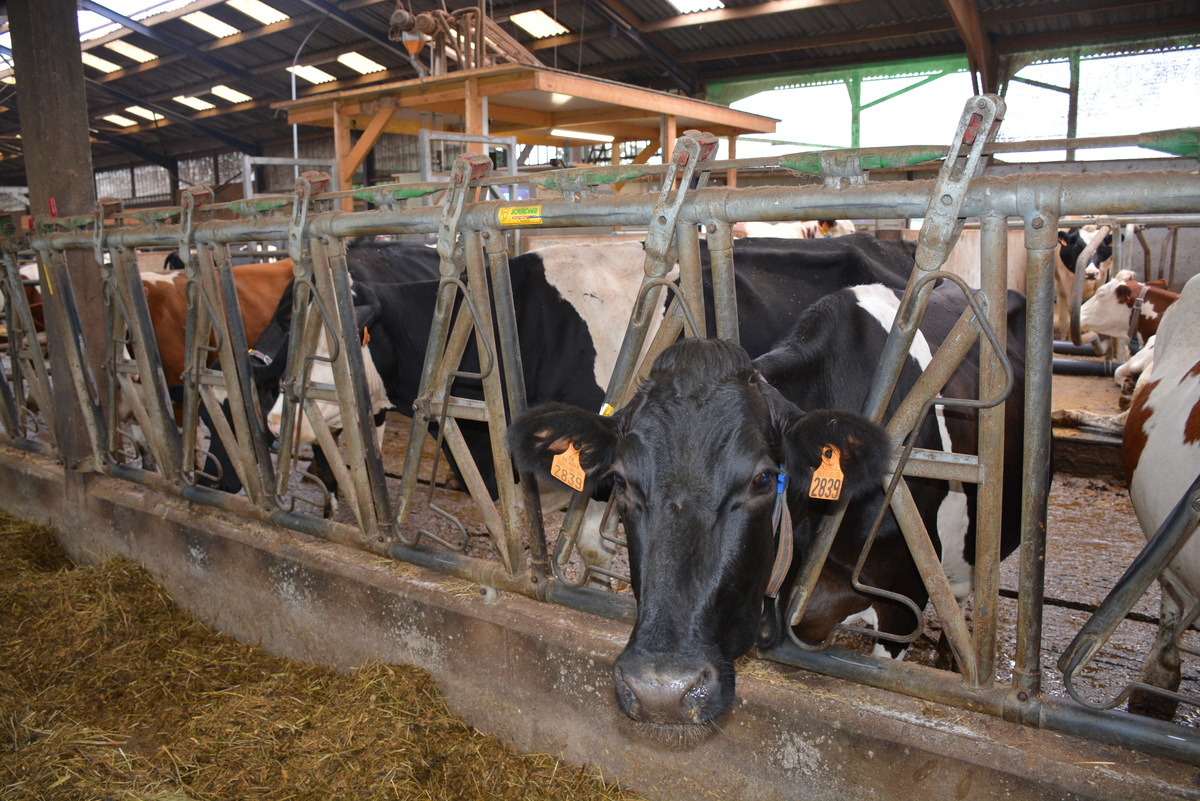 Une vache au cornadis dans une stabulation - Illustration Rencontres à la ferme, les 28 et 29 septembre