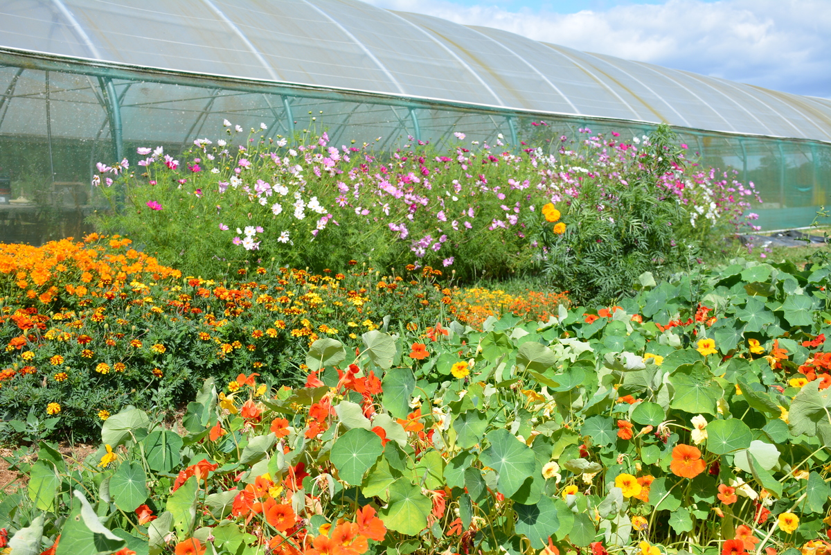 Parterre de fleurs comestibles