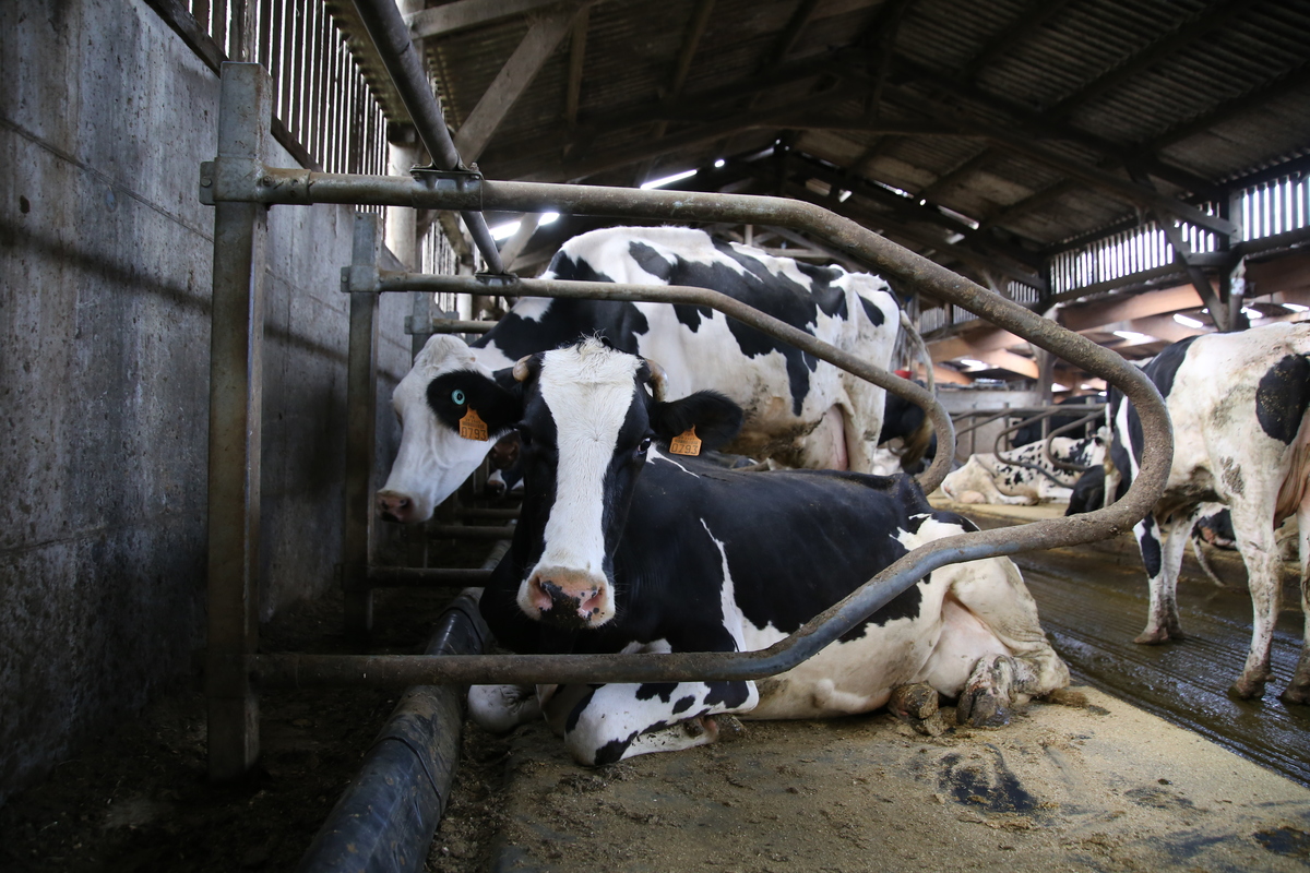 Une vache sur un matelas