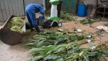 Une personne en train de réaliser des analyses de taux de matière sèche de plants de maïs dans un hangar