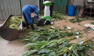 Une personne en train de réaliser des analyses de taux de matière sèche de plants de maïs dans un hangar