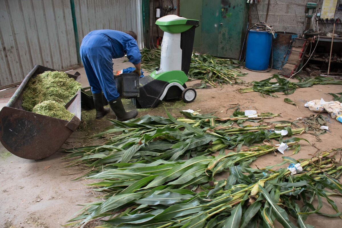 Une personne en train de réaliser des analyses de taux de matière sèche de plants de maïs dans un hangar - Illustration Une année à la météo contrariée : Les ensilages  se font attendre