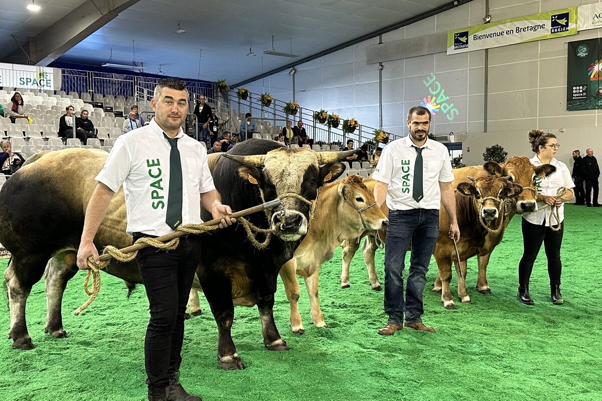 Eleveurs et vaches parthenaises sur le ring du Space - Illustration L’effectif de la Parthenaise  remonte en flèche