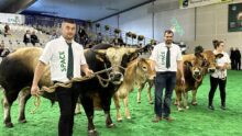 Eleveurs et vaches parthenaises sur le ring du Space