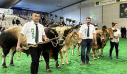 Eleveurs et vaches parthenaises sur le ring du Space