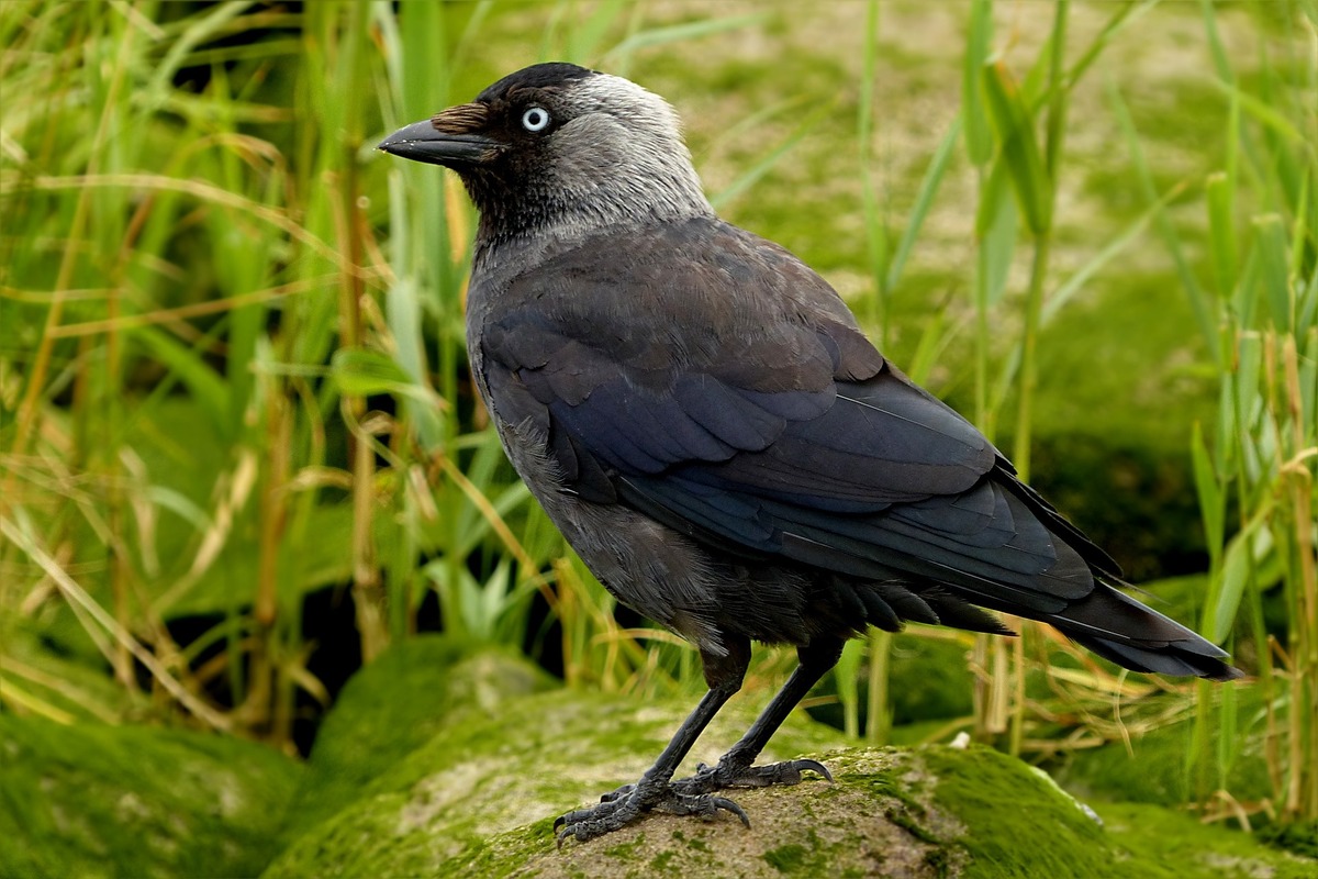 Chouca - Illustration Vers de nouvelles solutions  contre les oiseaux ?