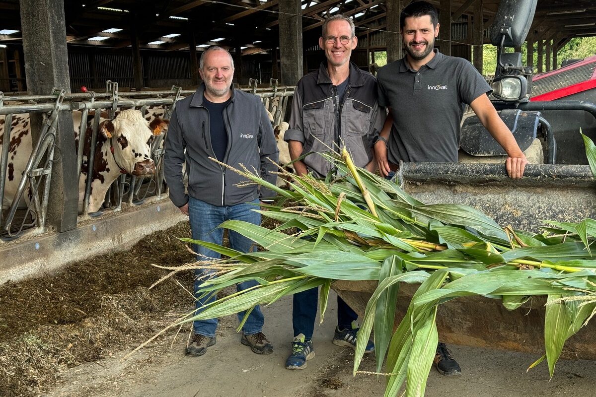 Derrière un godet contenant des plants de maïs, trois hommes devant une table d'alimentation avec une vache Normande - Illustration Retour à la normale pour les ensilages