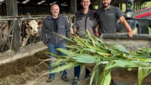 Derrière un godet contenant des plants de maïs, trois hommes devant une table d'alimentation avec une vache Normande