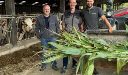 Derrière un godet contenant des plants de maïs, trois hommes devant une table d'alimentation avec une vache Normande