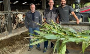 Derrière un godet contenant des plants de maïs, trois hommes devant une table d'alimentation avec une vache Normande