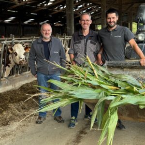 Derrière un godet contenant des plants de maïs, trois hommes devant une table d'alimentation avec une vache Normande